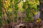 Jaguar (Panthera onca) hunting in Corixo Negro - Encontro da Aguas State Park - Pocone city - Mato Grosso state (MT) - Brazil