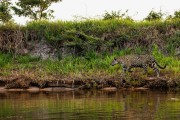 Jaguar (Panthera onca) hunting in Cuiabá River - Encontro da Aguas State Park - Pocone city - Mato Grosso state (MT) - Brazil
