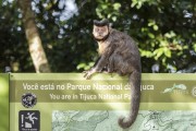 Detail of black capuchin (Sapajus nigritus) in the area of Chinese View - Tijuca National Park - Rio de Janeiro city - Rio de Janeiro state (RJ) - Brazil