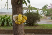 Organic garbage bags hanging from tree trunk - Guarani city - Minas Gerais state (MG) - Brazil