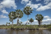 Wax Palm (Copernicia prunifera) on the banks of the Peria River - Humberto de Campos city - Maranhao state (MA) - Brazil