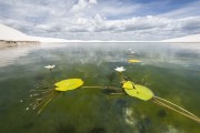 Aquatic plant in Lagoon - Lencois Maranhenses National Park  - Santo Amaro do Maranhao city - Maranhao state (MA) - Brazil