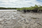 Mangrove - Lençois Maranhenses National Park - Santo Amaro do Maranhao city - Maranhao state (MA) - Brazil