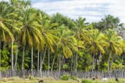 Palm trees - Lençois Maranhenses National Park - Santo Amaro do Maranhao city - Maranhao state (MA) - Brazil