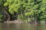 Mangrove on Preguicas River near to Lencois Maranhenses National Park  - Barreirinhas city - Maranhao state (MA) - Brazil