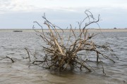 Dead dry mangrove tree in the water at the edge of the Preguiças River near to Lencois Maranhenses National Park  - Barreirinhas city - Maranhao state (MA) - Brazil