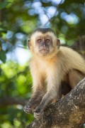Capuchin monkey on mangrove roots - Barreirinhas city - Maranhao state (MA) - Brazil