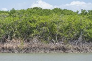 Mangrove vegetation on the riverbank - Raposa city - Maranhao state (MA) - Brazil