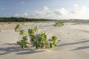 Dunes and vegetation at Carima Beach - Raposa city - Maranhao state (MA) - Brazil