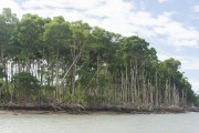 View of mangrove forest in the Delta of Parnaiba - Araioses city - Maranhao state (MA) - Brazil