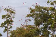 Group of Scarlate ibis (Eudocimus ruber) flying over vegetation in the Parnaiba Delta - Araioses city - Maranhao state (MA) - Brazil