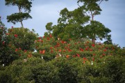 Group of Scarlate ibis (Eudocimus ruber) nesting in trees in the Parnaiba Delta - Araioses city - Maranhao state (MA) - Brazil