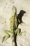 Detail of Green Iguana (Iguana iguana) on the beach sand - Cajueiro da Praia city - Piaui state (PI) - Brazil