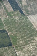 Aerial view of plantations and agricultural fields in savanna area - Ceara state (CE) - Brazil