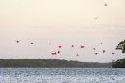 Group of Scarlate ibis (Eudocimus ruber) flying over vegetation in the Parnaiba Delta - Araioses city - Maranhao state (MA) - Brazil