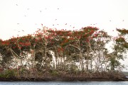 Group of Scarlate ibis (Eudocimus ruber) nesting in trees in the Parnaiba Delta - Araioses city - Maranhao state (MA) - Brazil