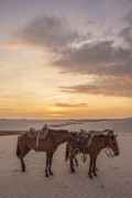 Horses used on tour - Lencois Maranhenses National Park  - Santo Amaro do Maranhao city - Maranhao state (MA) - Brazil