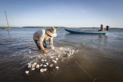 Fishermen in a boat collecting fishing nets in the Parnaiba Delta - Araioses city - Maranhao state (MA) - Brazil