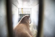 Biologist researchers Tapir (Tapirus terrestris) in a cage - tapir reintroduction project on Guapiacu Ecological Reserve  - Cachoeiras de Macacu city - Rio de Janeiro state (RJ) - Brazil
