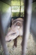 Biologist researchers Tapir (Tapirus terrestris) in a cage - tapir reintroduction project on Guapiacu Ecological Reserve  - Cachoeiras de Macacu city - Rio de Janeiro state (RJ) - Brazil