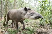 Tapir (Tapirus terrestris) - Guapiacu Ecological Reserve  - Cachoeiras de Macacu city - Rio de Janeiro state (RJ) - Brazil