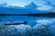 Yacare caiman (Caiman crocodilus yacare) in Bamburro Bay at sunset - Pocone city - Mato Grosso state (MT) - Brazil