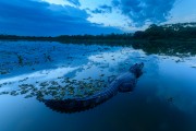 Yacare caiman (Caiman crocodilus yacare) in Bamburro Bay at sunset - Pocone city - Mato Grosso state (MT) - Brazil