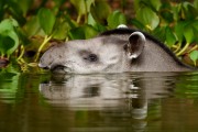 Tapir (Tapirus terrestris) at Corixo Negro - Encontro da Aguas State Park - Pocone city - Mato Grosso state (MT) - Brazil