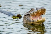 Yacare caiman (Caiman crocodilus yacare) in Bamburro Bay - Pocone city - Mato Grosso state (MT) - Brazil