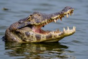 Yacare caiman (Caiman crocodilus yacare) in Bamburro Bay - Pocone city - Mato Grosso state (MT) - Brazil