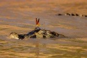 Yacare caiman (caiman crocodilus yacare) and butterfly (Dryas iulia) - Encontro da Aguas State Park - Pocone city - Mato Grosso state (MT) - Brazil