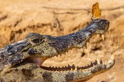 Yacare caiman (caiman crocodilus yacare) and butterfly (Dryas iulia) - Encontro da Aguas State Park - Pocone city - Mato Grosso state (MT) - Brazil