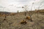 Burned area by illegal fire in rural area of Guarani - Guarani city - Minas Gerais state (MG) - Brazil