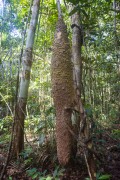 Large anthill on tree trunk - Anavilhanas National Park - Manaus city - Amazonas state (AM) - Brazil