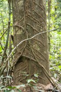 Path made by termites on a tree trunk - Anavilhanas National Park - Manaus city - Amazonas state (AM) - Brazil