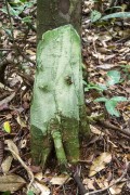 Tree trunk detail with slime - Anavilhanas National Park - Manaus city - Amazonas state (AM) - Brazil