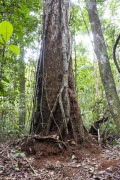 Big tree trunk detail - Anavilhanas National Park - Manaus city - Amazonas state (AM) - Brazil