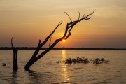 Dawn on the Negro River - Anavilhanas National Park - Manaus city - Amazonas state (AM) - Brazil