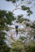 Hyacinth macaw (anodorhynchus hyacinthinus) on tree branch - Refugio Caiman - Miranda city - Mato Grosso do Sul state (MS) - Brazil