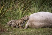 Jaguar cub (Panthera onca) feeding on dead animal carcass - Refugio Caiman - Miranda city - Mato Grosso do Sul state (MS) - Brazil