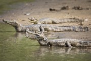 Yacare caiman (caiman crocodilus yacare) - Refugio Caiman - Miranda city - Mato Grosso do Sul state (MS) - Brazil