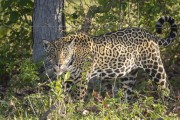 Jaguar (Panthera onca) - Refugio Caiman - Miranda city - Mato Grosso do Sul state (MS) - Brazil