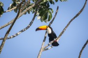 Toco Toucan (Ramphastos toco) on tree branch - Refugio Caiman - Miranda city - Mato Grosso do Sul state (MS) - Brazil