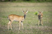 Pampas deer (Ozotoceros bezoarticus) - Refugio Caiman - Miranda city - Mato Grosso do Sul state (MS) - Brazil