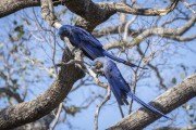 Coule of Hyacinth Macaw (Anodorhynchus hyacinthinus) - Refugio Caiman - Miranda city - Mato Grosso do Sul state (MS) - Brazil