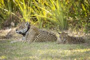 Jaguar (Panthera onca) with cub - Refugio Caiman - Miranda city - Mato Grosso do Sul state (MS) - Brazil