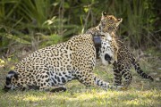 Jaguar (Panthera onca) with cub - Refugio Caiman - Miranda city - Mato Grosso do Sul state (MS) - Brazil