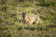Hoary Fox (Lycalopex vetulus) - Refugio Caiman - Miranda city - Mato Grosso do Sul state (MS) - Brazil