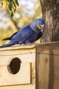 Hyacinth Macaw (Anodorhynchus hyacinthinus) in an artificial nest used for research - Refugio Caiman - Miranda city - Mato Grosso do Sul state (MS) - Brazil