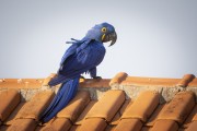 Coule of Hyacinth Macaw (Anodorhynchus hyacinthinus) on roof - Refugio Caiman - Miranda city - Mato Grosso do Sul state (MS) - Brazil